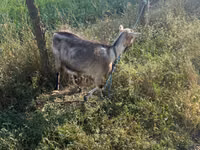 Ешкі, Nubian Goat — 3-сурет
