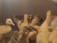 Geese — الصورة 2