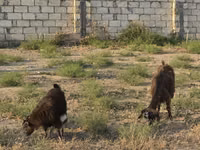 Koza, Kozy — foto 2