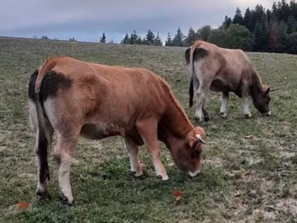 Krava, Aubrac cattle