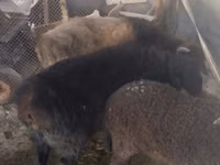 Carnero, Hissar sheep — foto 5