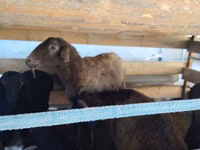 பெண் ஆடு, Arabi sheep — புகைப்படம் 4