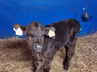 Taureau, Aberdeen-Angus — photo 1