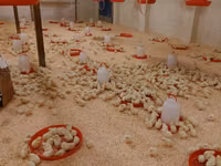 Chickens — zdjęcie 3
