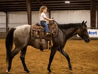 雄馬, Quarter Horse — 写真 5
