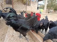 Australorp — photo 2