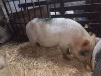 Sow, Pigs — photo 1