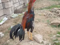 Chickens — 写真 7