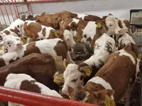 Býk, Simmental cattle — foto 2