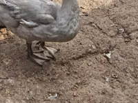 Ducks — photo 3