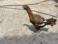 Chickens — الصورة 4