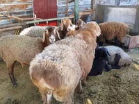 Qoç, Arashan sheep — foto 2