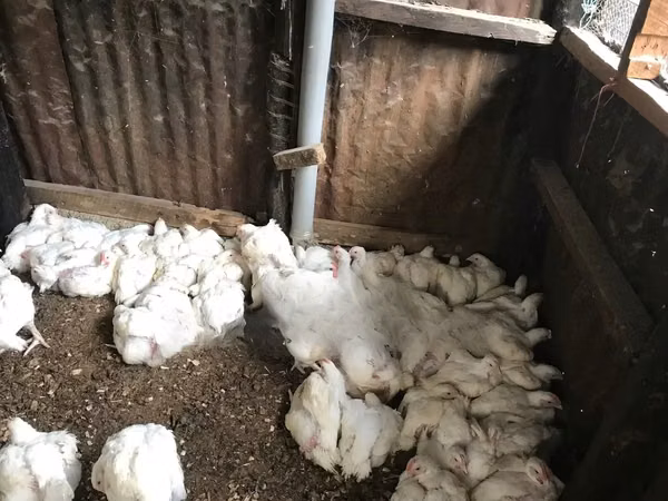 Gallinas Shamo