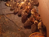 Ducks — Foto 4