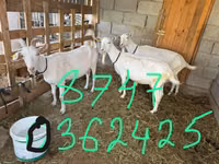 Ешкі, Saanen goat — 2-сурет