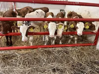 மாடுகள் (தொகுதி, பாலினம் குறிப்பிடப்படவில்லை), Simmental cattle — புகைப்படம் 1
