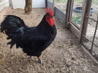 Australorp — foto 1
