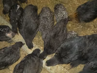 Australorp — foto 5