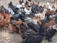 Chickens — foto 2