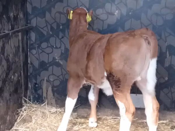 மாடுகள் (தொகுதி, பாலினம் குறிப்பிடப்படவில்லை), Simmental cattle