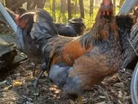 სუსექსი — ფოტო 6