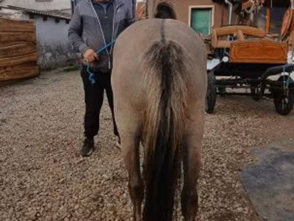 Бие, Fjогd