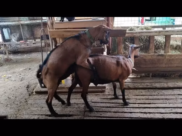 Козёл, Козлы