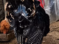 Turkeys — 3-rasm