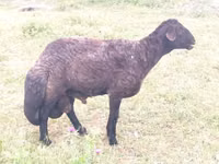 Widder, Karakul sheep — Foto 1