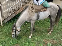 Aygır, Atlar — foto 2