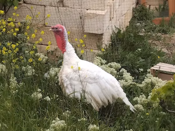Turkeys