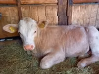காளை, Simmental cattle — புகைப்படம் 2