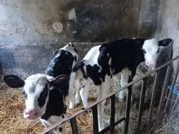 雌牛, Russian Black pied cattle