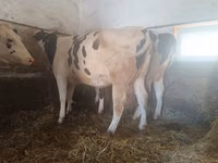 Сиыр, Russian Black pied cattle — 2-сурет