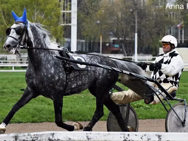 ცხენი, Orlov Trotter