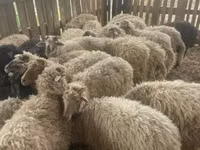 Koyunlar (parti, cinsiyet belirtilmedi), Suffolk sheep — foto 2
