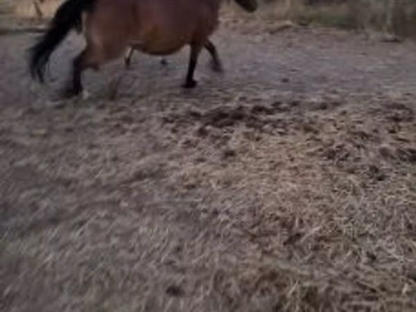 Klisna, Fjогd