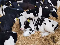 Buğa, Russian Black pied cattle — foto 5