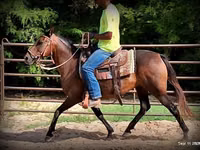 Klisna, Quarter Horse — foto 8