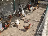 Chickens — zdjęcie 1