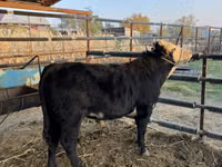 ثور, Simmental cattle — الصورة 7