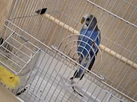 Dalğalı tutuquşu və qəfəs dəsti - Növ: dalğalı tutuquşu (budgerigar) — Foto 5