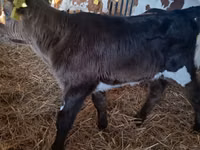 गाय, Russian Black pied cattle — फ़ोटो 5