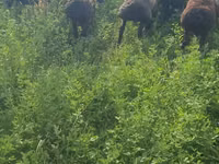 绵羊（批次，未指定性别）, Sheep — 照片 4