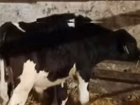 காளை, Russian Black pied cattle — புகைப்படம் 3