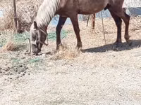 Chevaux (lot, sexe non indiqué), Chevaux — photo 3