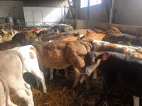 Buqa, Simmental cattle — 2-rasm