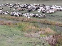 ცხვარი, ცხვრები — ფოტო 2