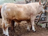 Býk, Simmental cattle — foto 2
