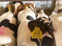 Skot (série, pohlaví neuvedeno), Simmental cattle — foto 2